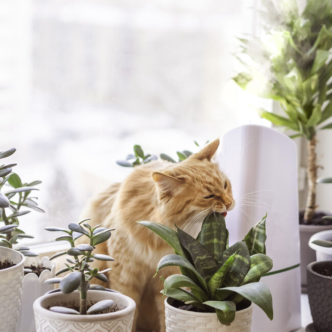 Giftige planter for katt BondeKompaniet